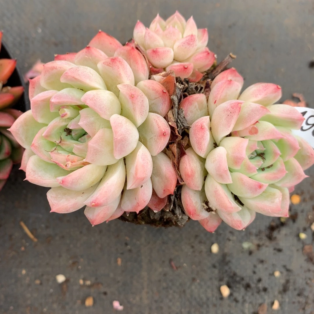 喜****ᵛ4964杂交精品基地10厘米