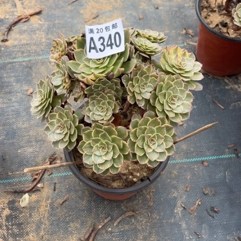 340半夏不包断枝