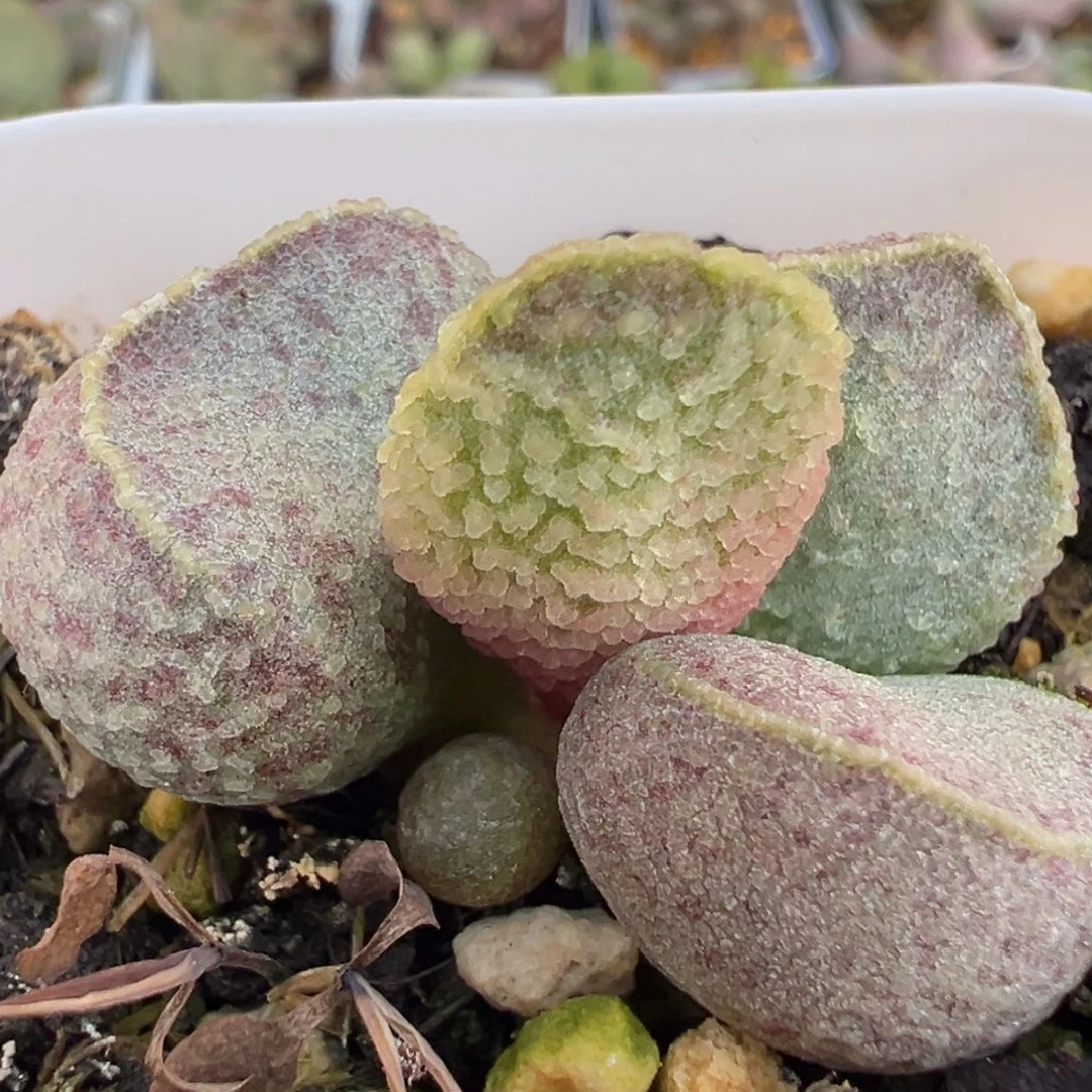 实生新品多肉植物水泡多肉植物