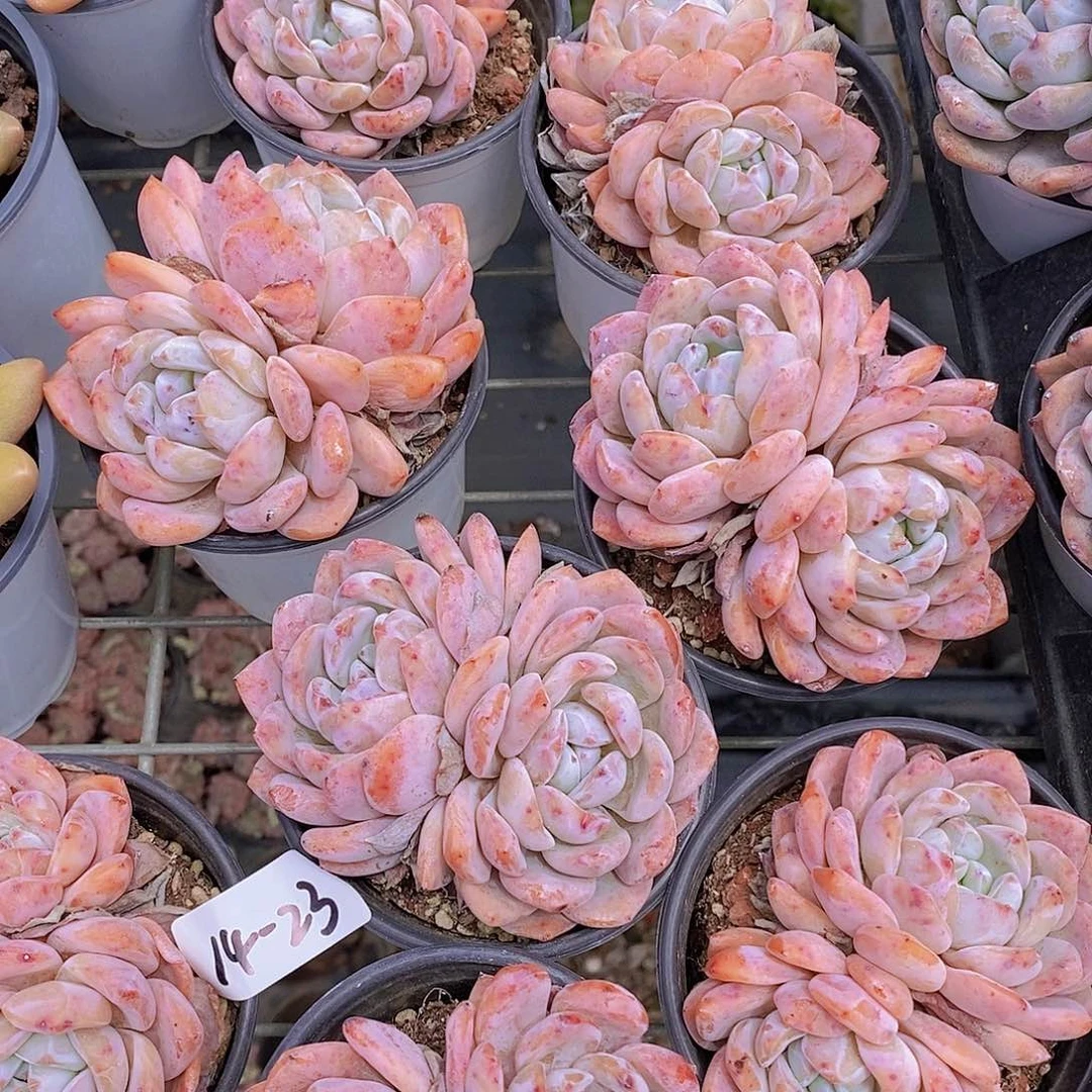 14-23 粉橙双头一颗量拍