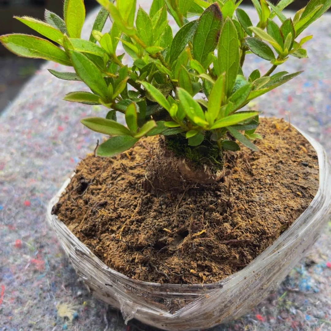 【闪购商品】无花朵冷****桌
