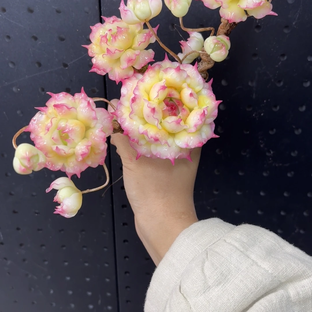 树脂2号哦哦哦哦哦哦哦