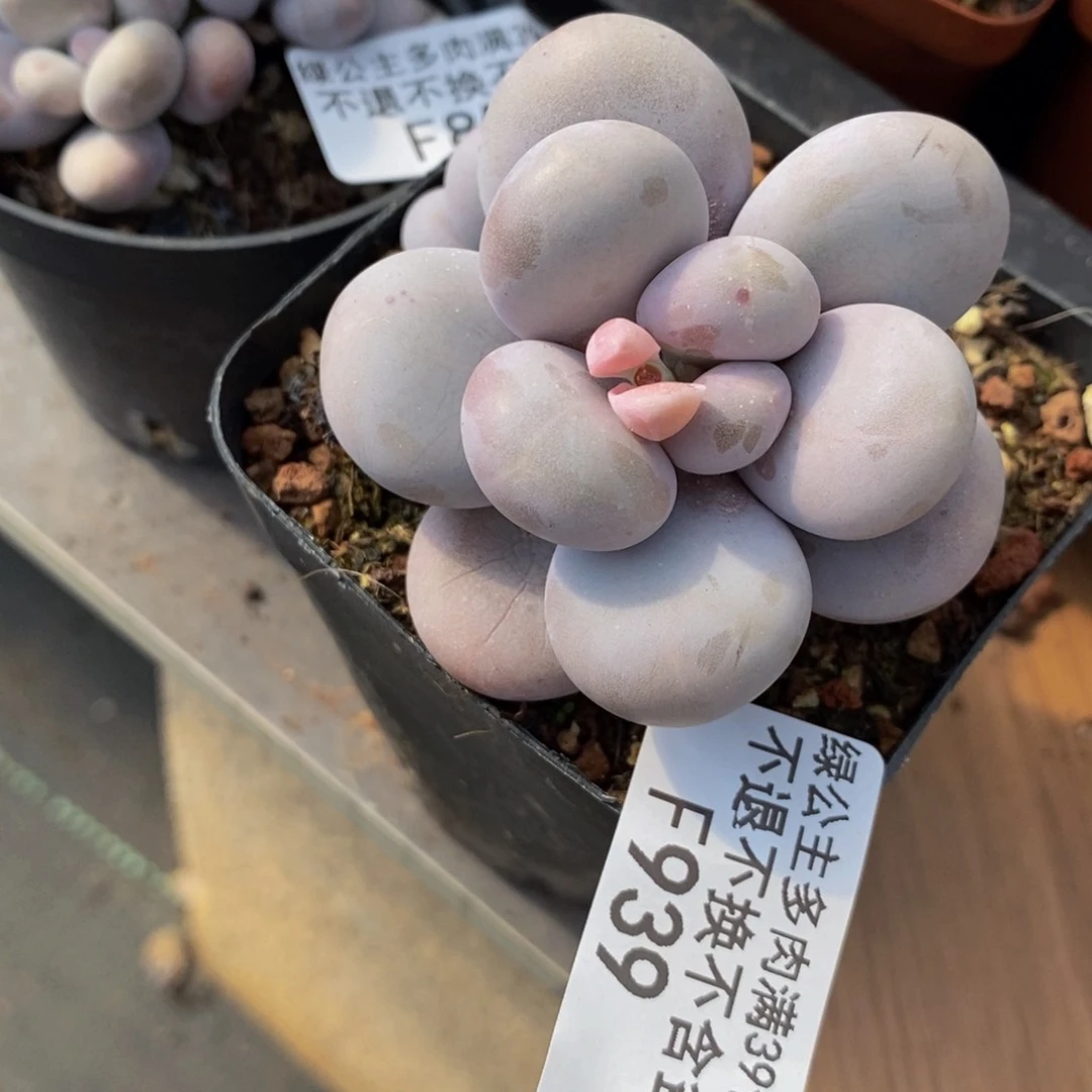 芭比奶酪939/5c m