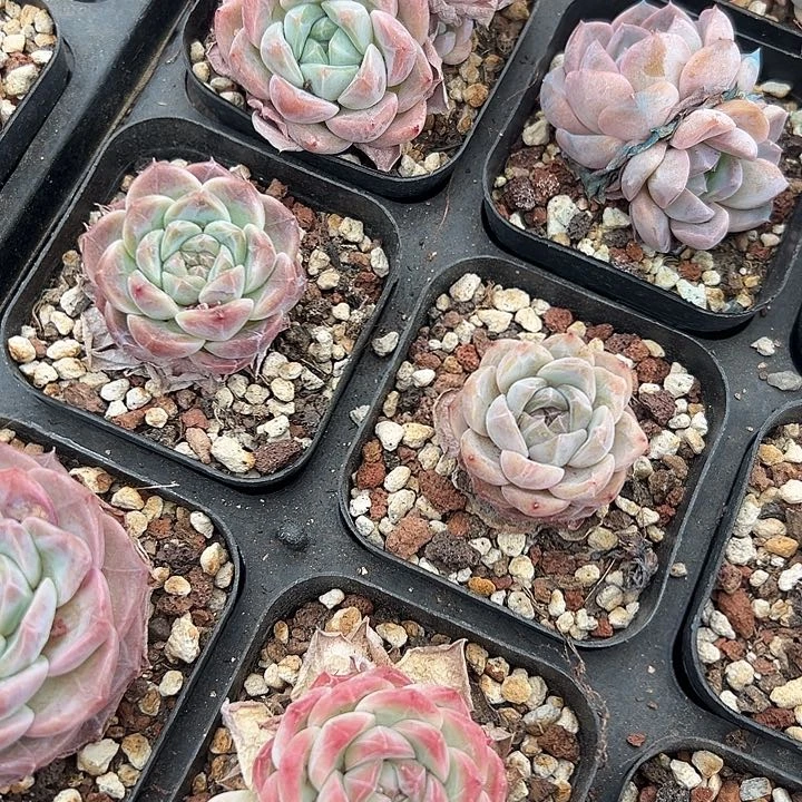 无花朵5颗小精品。