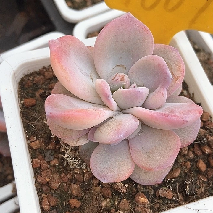 多肉植物1607多肉