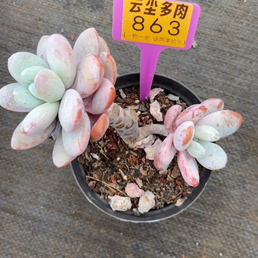 云尘多肉一物一拍863