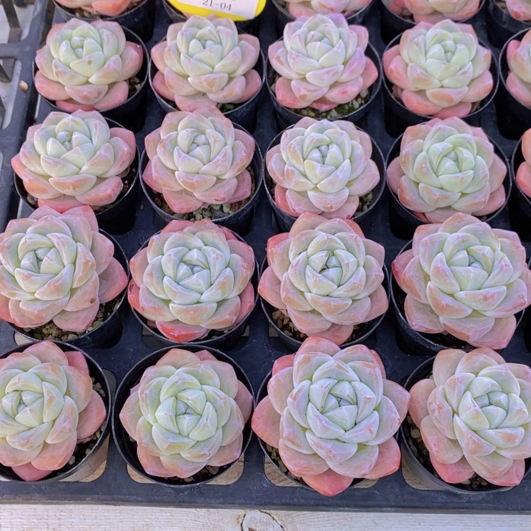 21-04-M精品奶油樱花冰玉单头两个