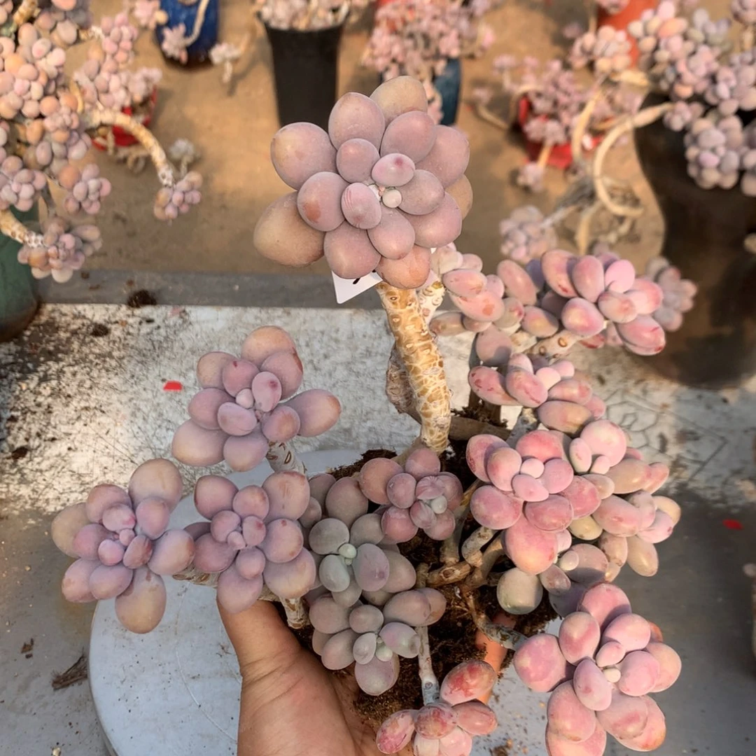 桃蛋老桩不带盆30号