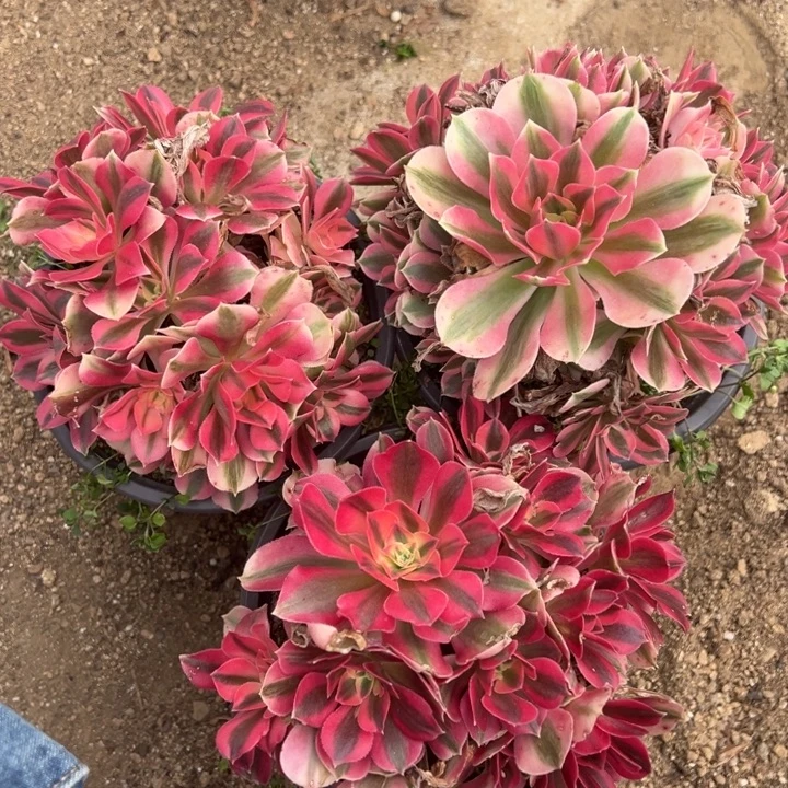 粉女巫三颗组多肉植物量