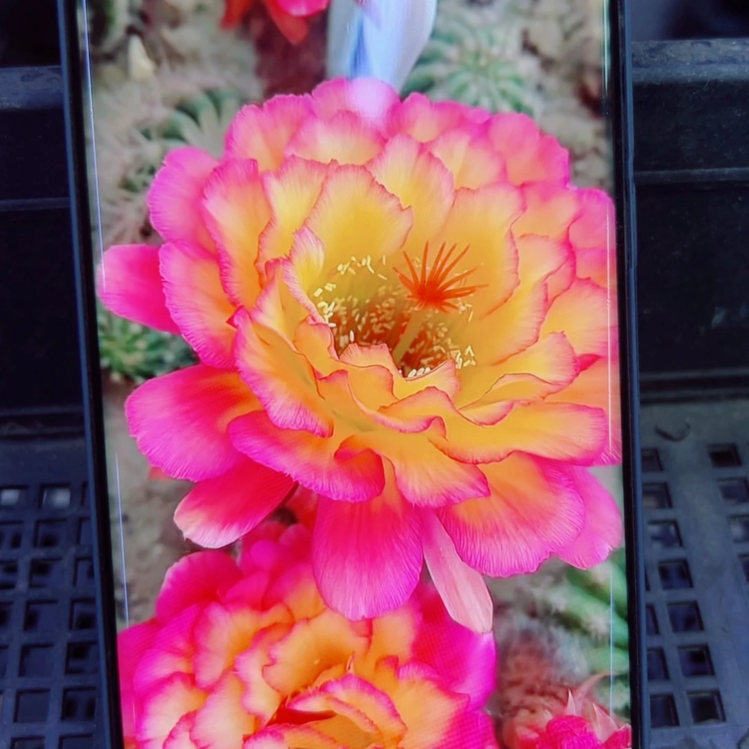 下80毛苏乞儿歪无根侧芽3公分左右20包邮