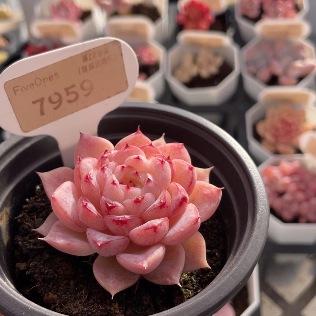 天鹅绒7959-5.5厘米