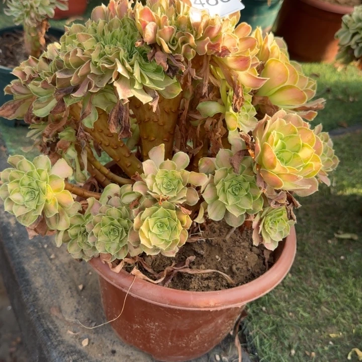 韶华法师锦缀化h460