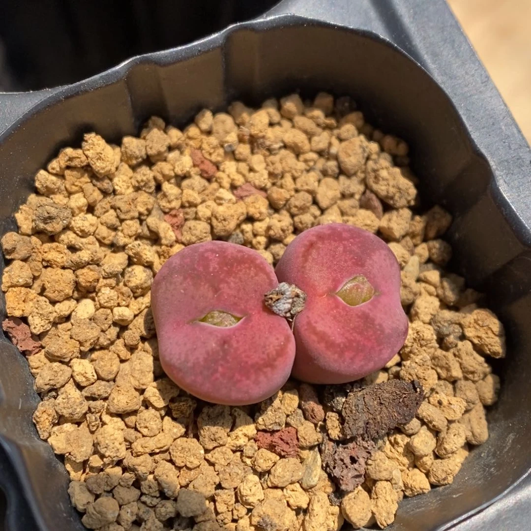 多肉植物肉锥杂交K-3305