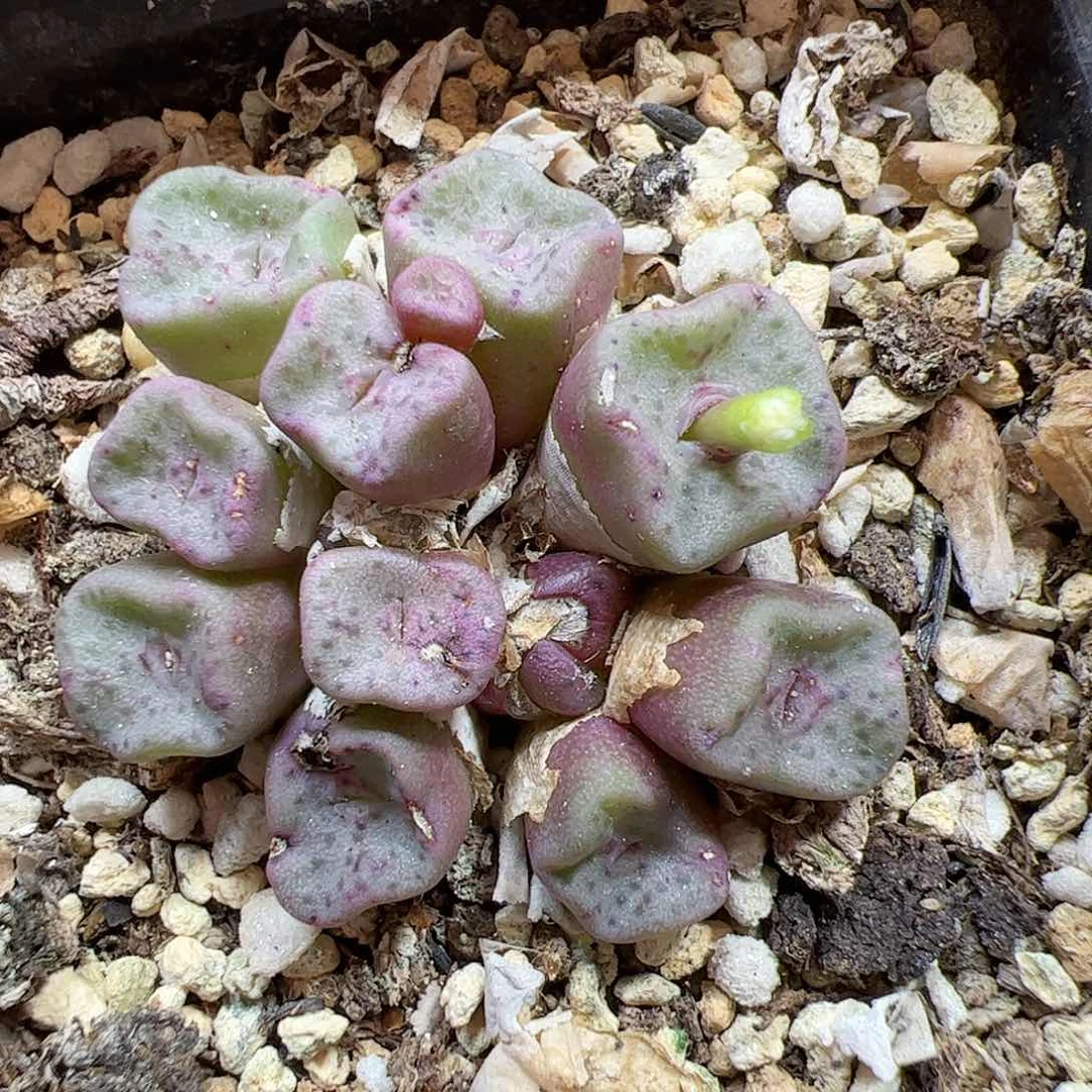 【闪购商品】51 方碗