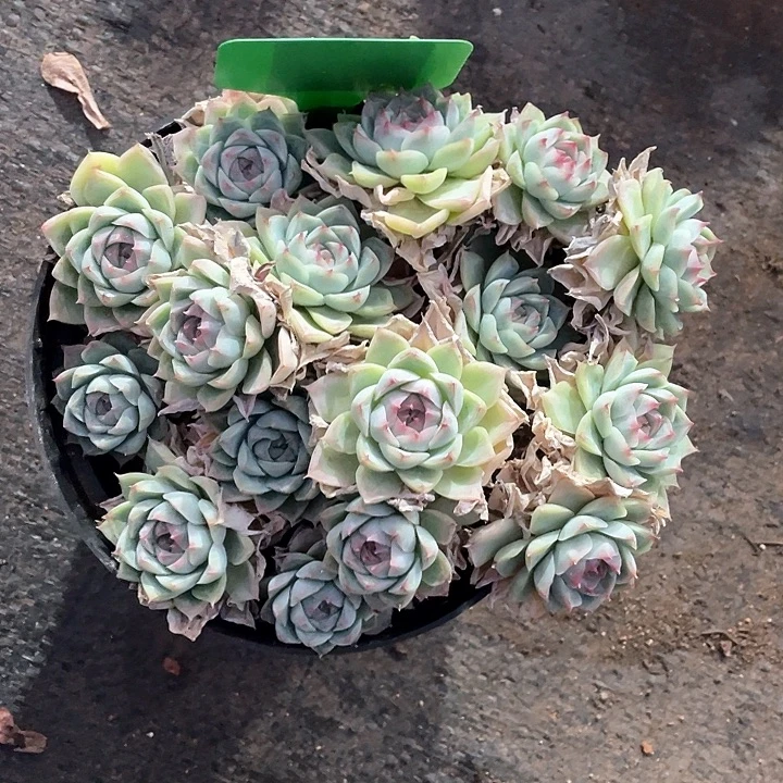 用***8杂交多肉植物群生