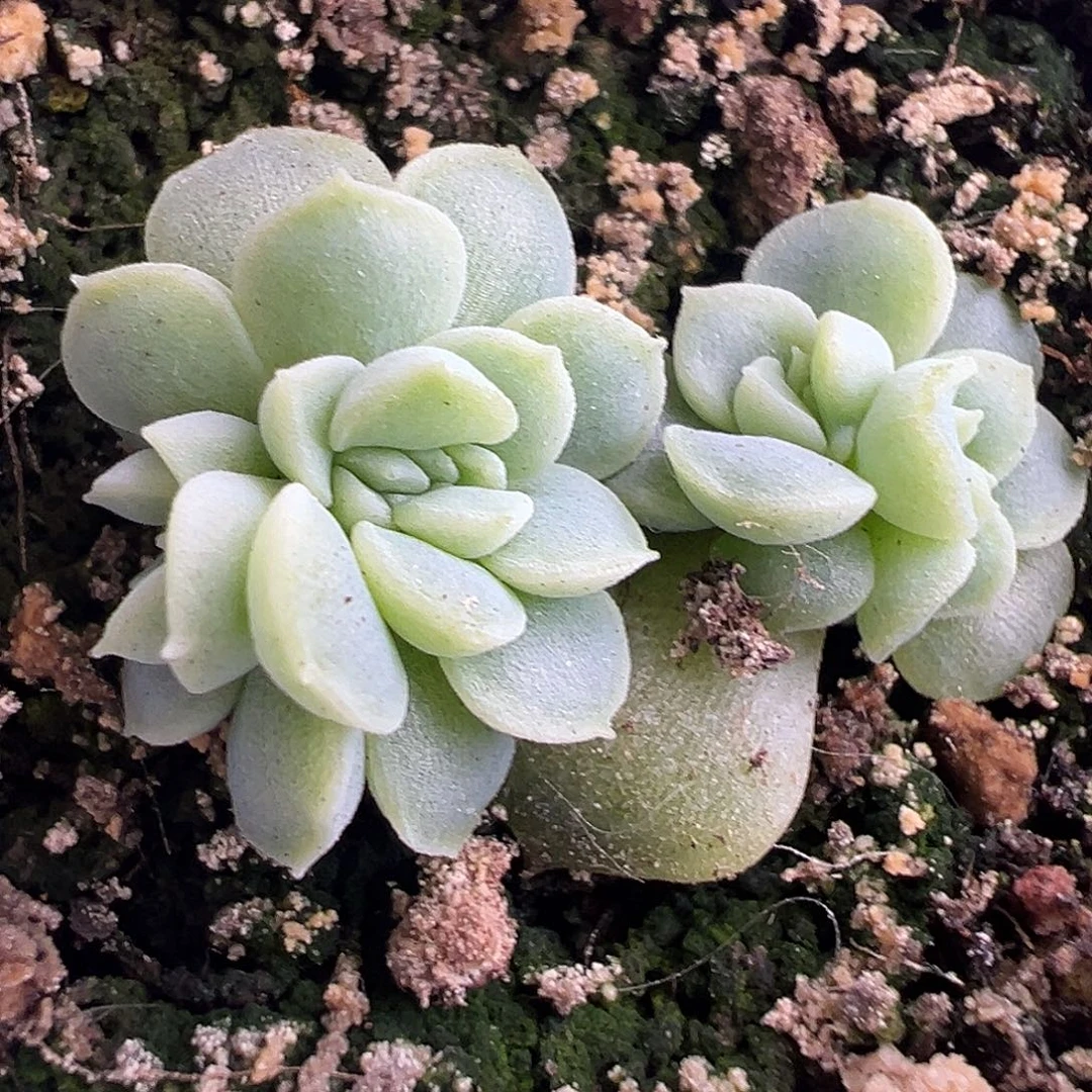 下播福利。两颗纸鸢。