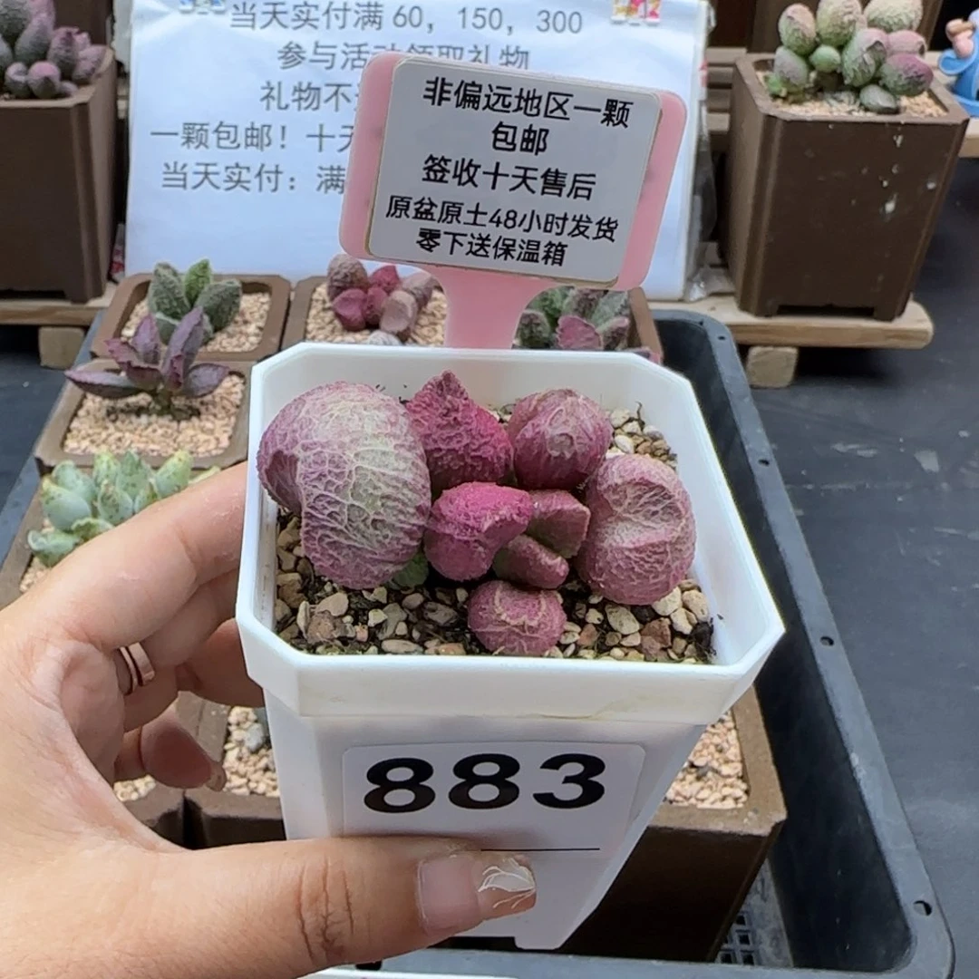 陈*淇883巨猪宝多肉植物
