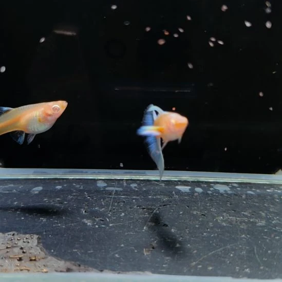 孔雀鱼蓝白飞船一对
