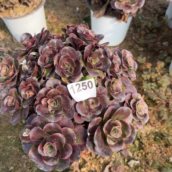 1250 魅金清棚处理不包断枝