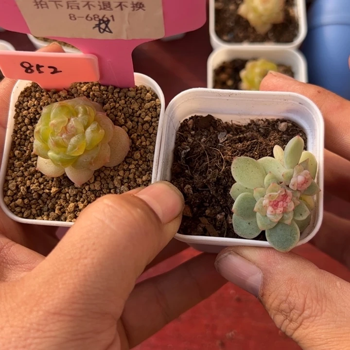 ****星星专拍链接啊啊啊啊
