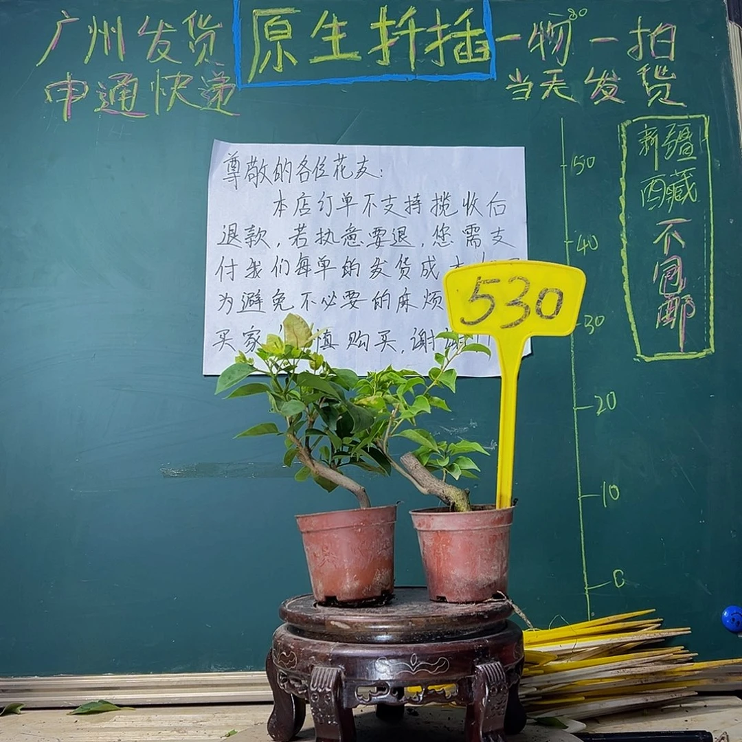 当前无花栽培后可以开花白雀掌中宝 绿叶五宝掌中宝530