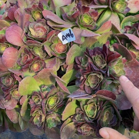 红心万圣节朵朵146多肉不包断