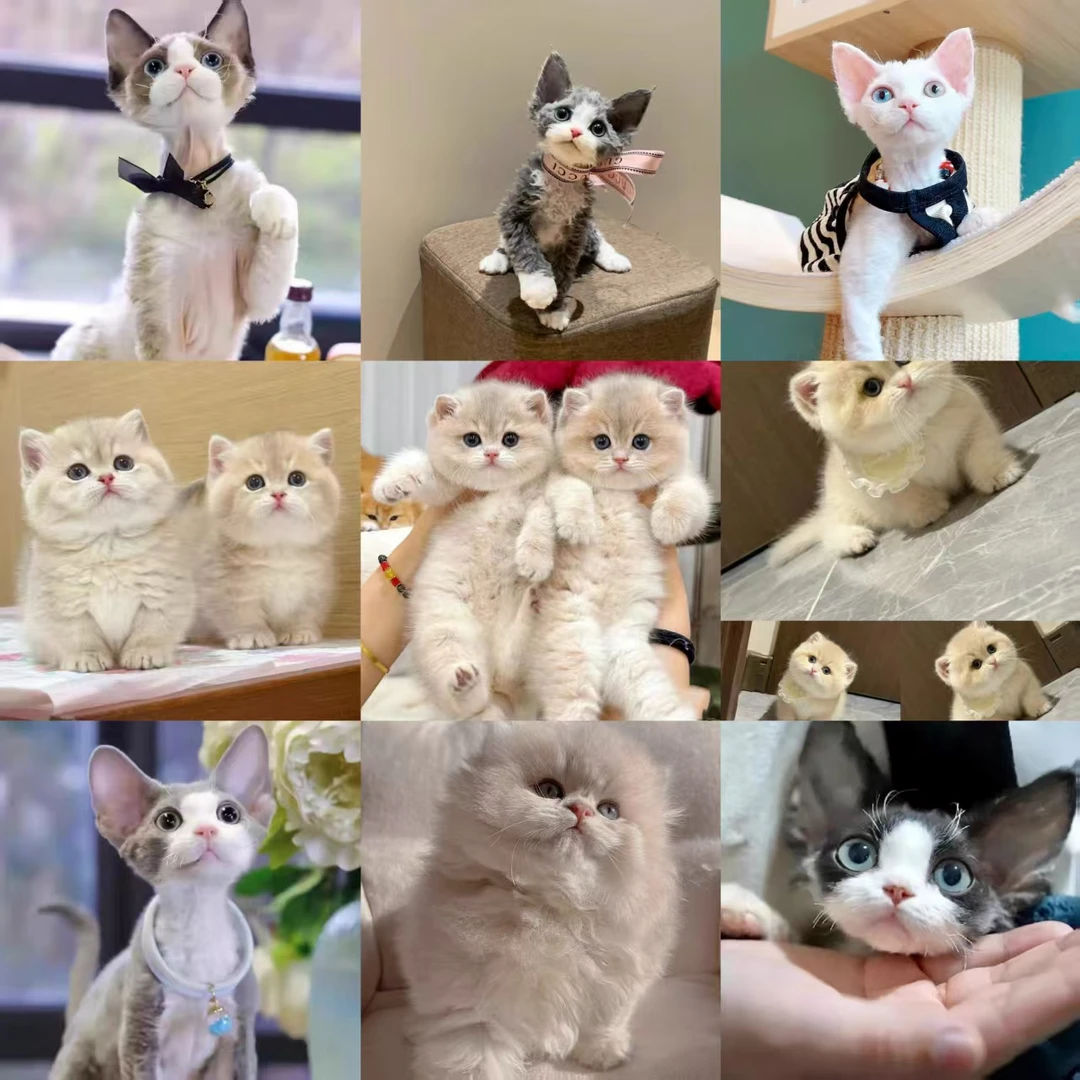 【么凹猫】德文卷毛猫全色系稀有色渐层矮脚蓝金渐层紫金渐层