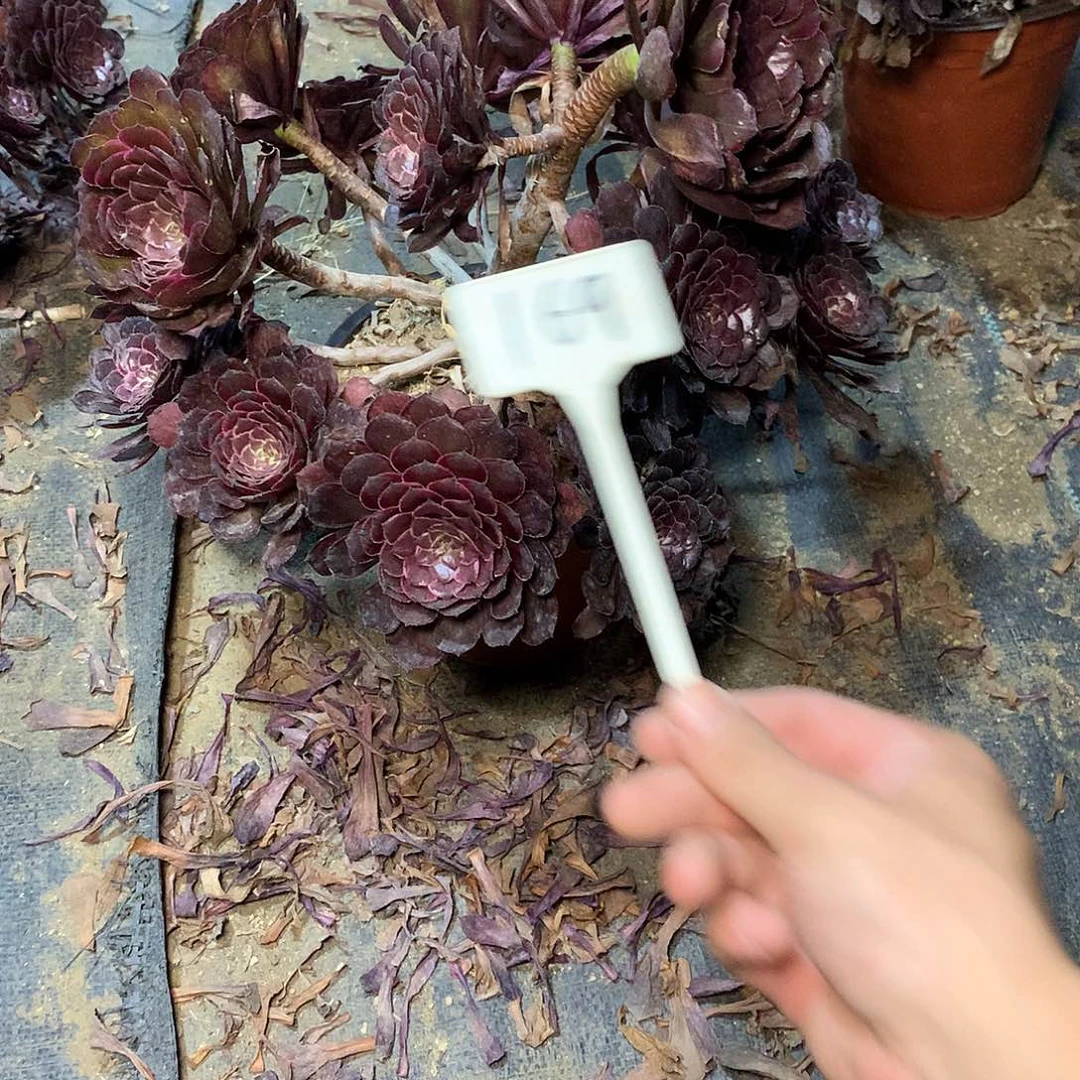 多肉多肉多肉紫金刚169