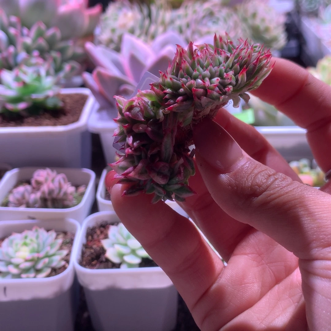 虎鲸缀化覆轮锦有根