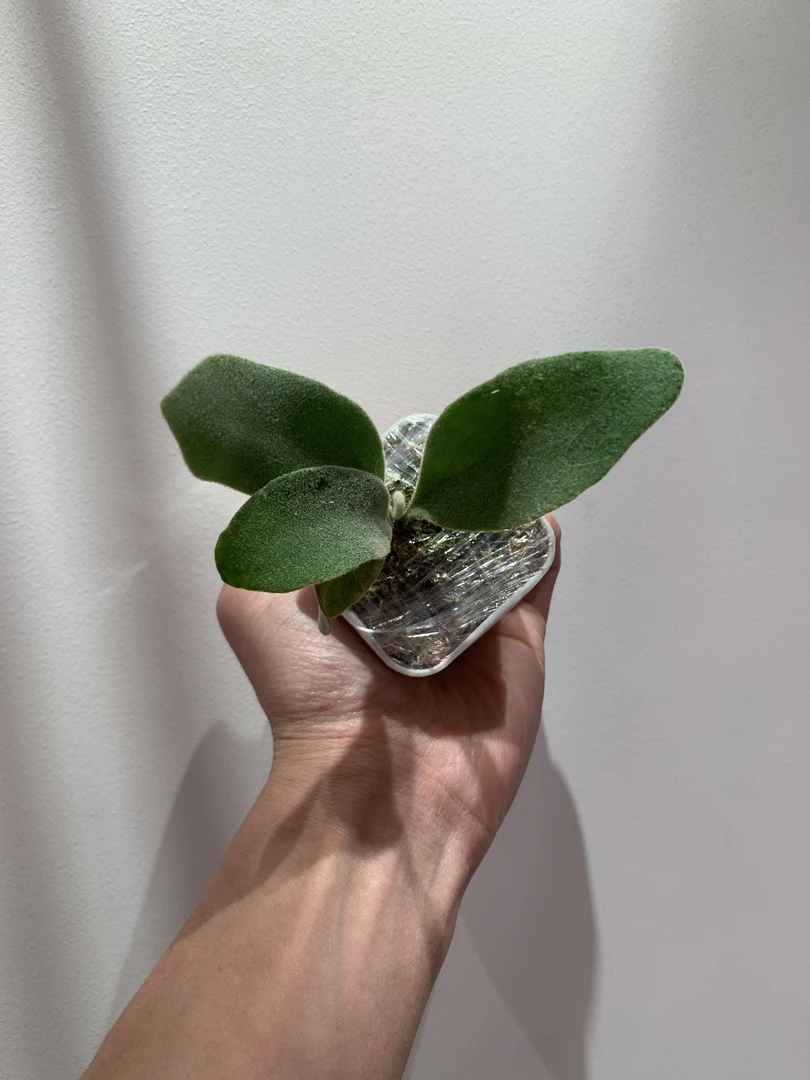 艾莎鹿角蕨大侧芽