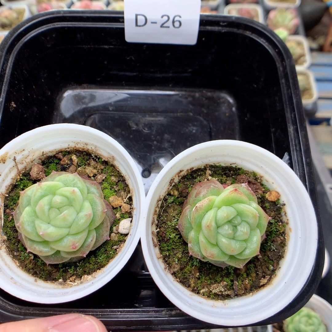 D26秃子绿透珍妮Q42