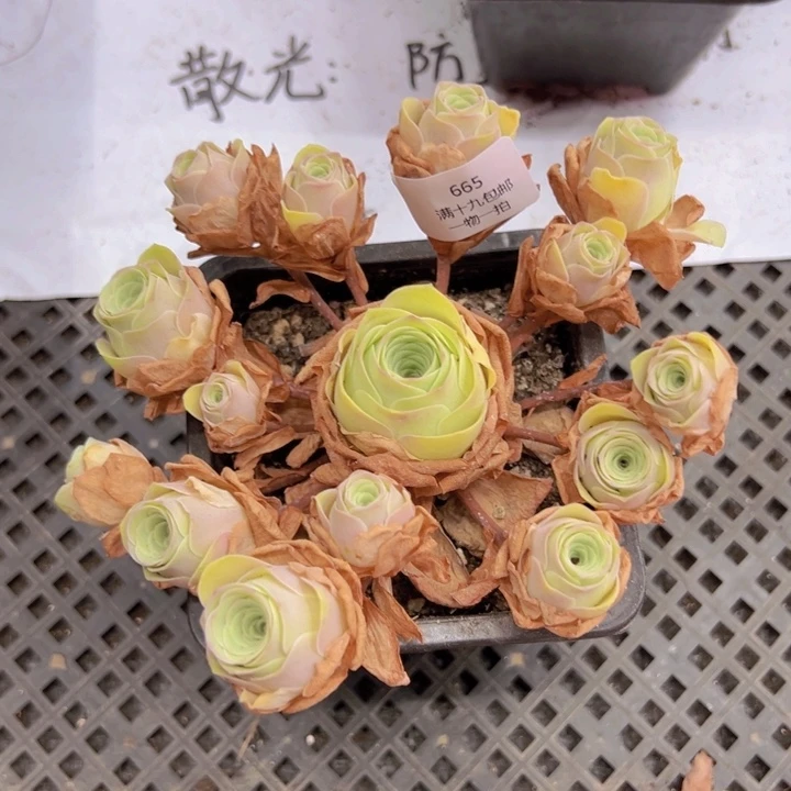 665 裸根不带土发货不包损