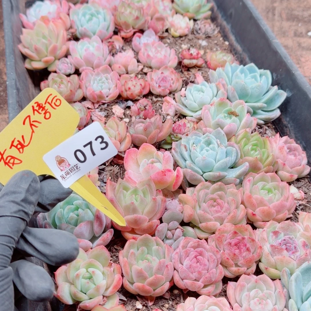 多肉植物多肉植物