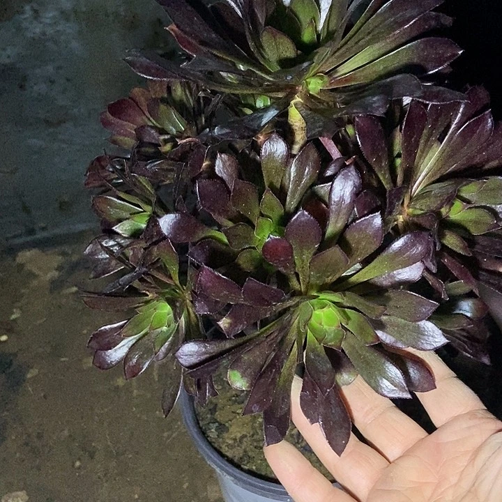 黑法师多肉886多肉不包断