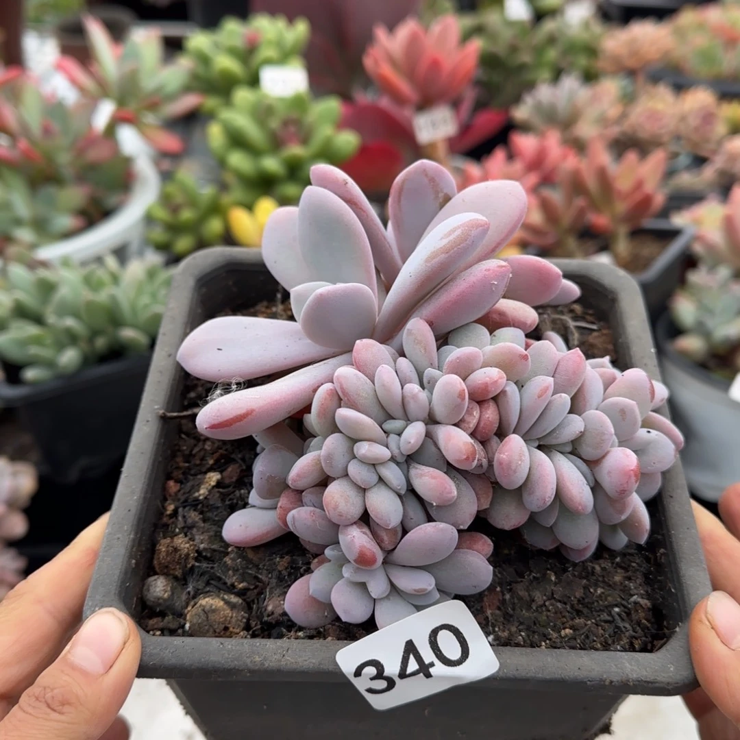 340号 一物一拍 一物一拍