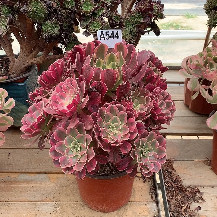 用***7544凤冠多肉法师锦