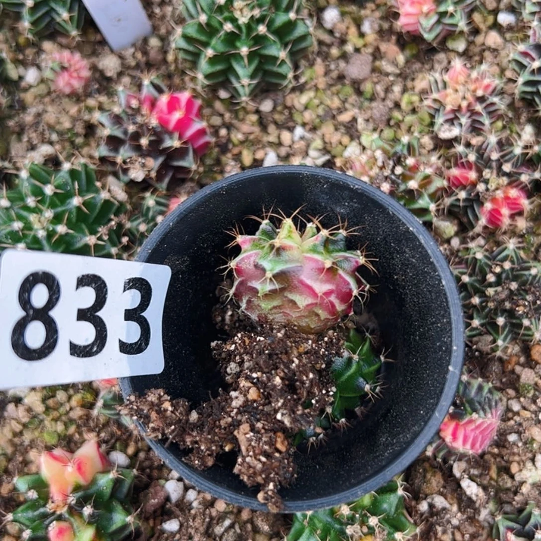 智***果当前无花栽培后可以开花833