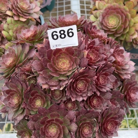 686红魔多肉20厘米左右