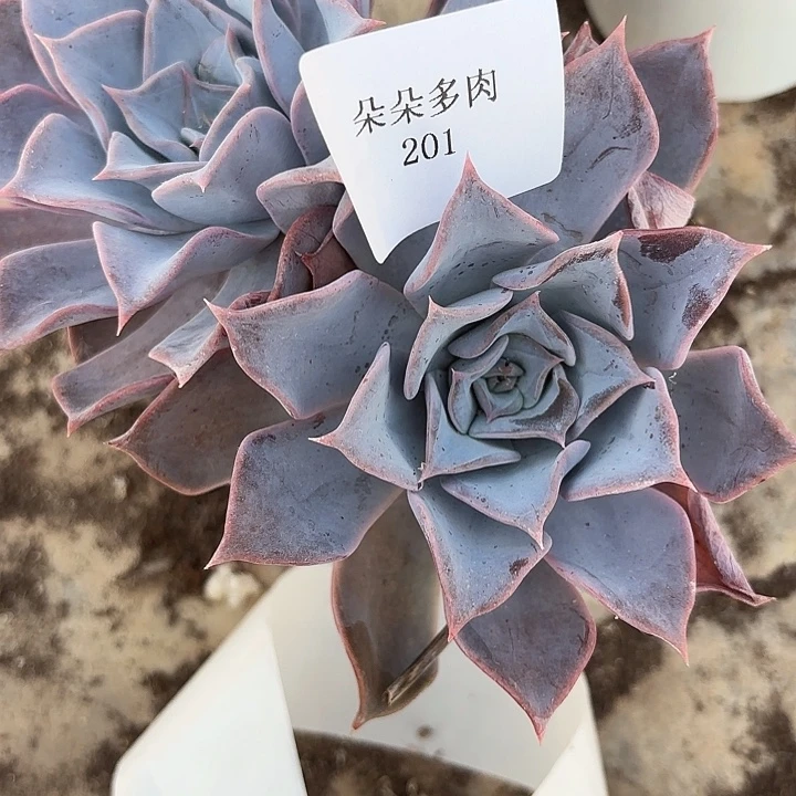 闪购201呀呀呀呀呀呀呀呀