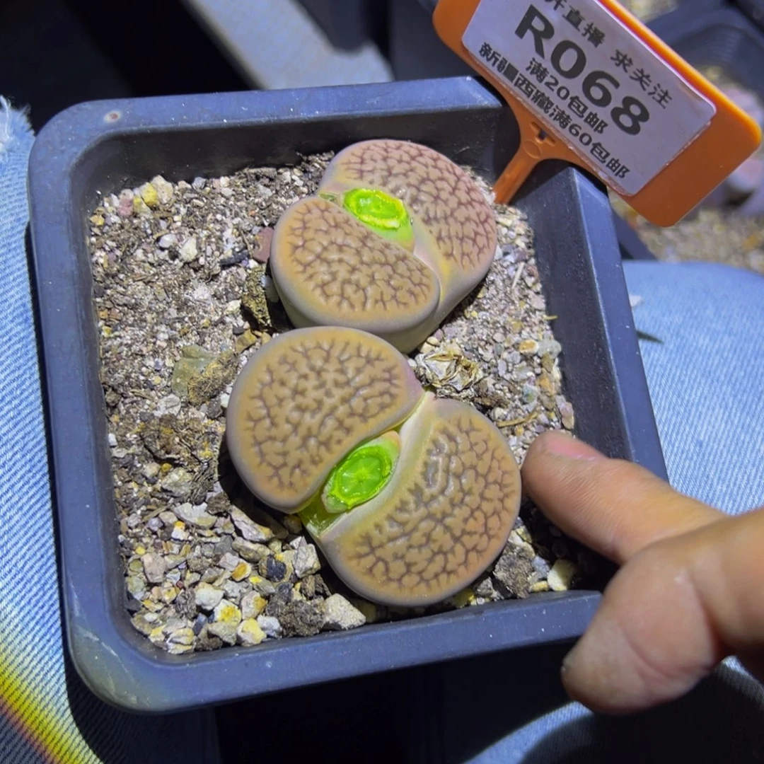 哇***叽068 一物一拍，默认有伤，介意勿拍，不退不换