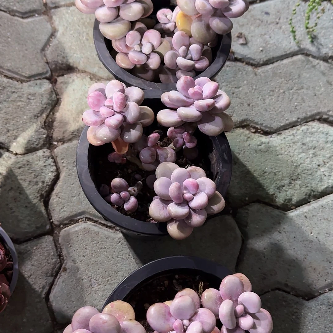 静****大号腰子蛋多肉植物精品