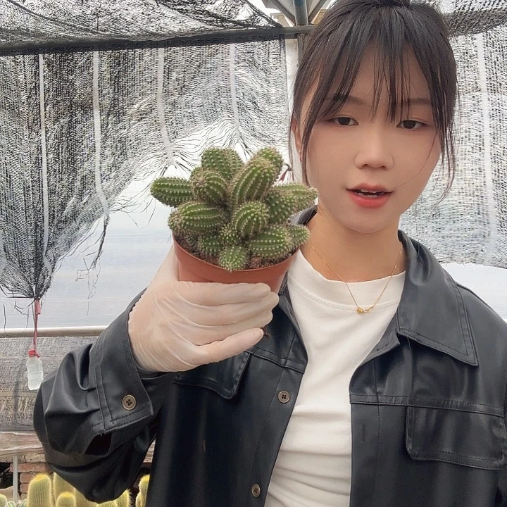 吕根岛日落（掉头掉崽不售后）