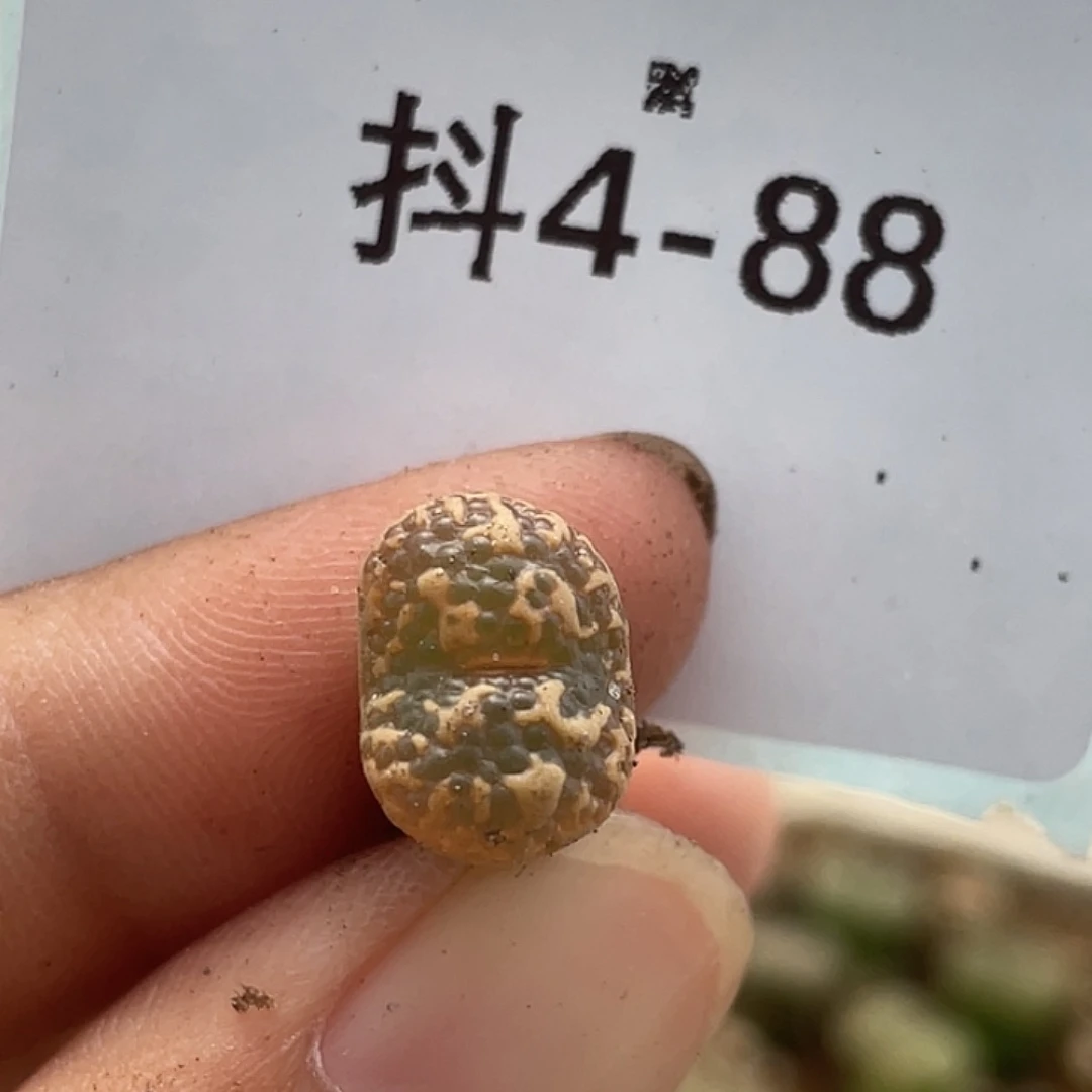 4-88勋章多肉植物