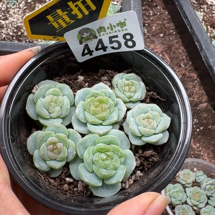 多肉植物多肉植物