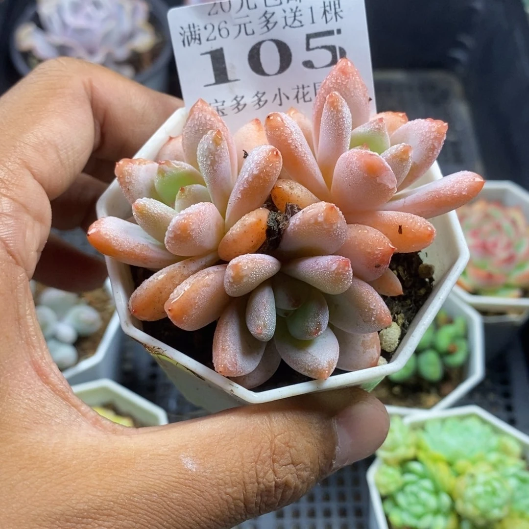 三头星星雪一物一拍满20包邮满26送一颗多肉