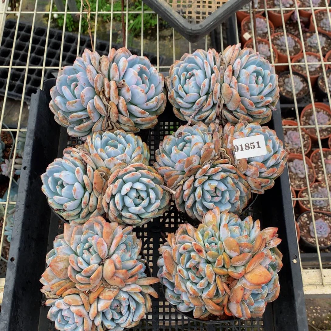 91851六个嗯嗯嗯嗯额纹的主要