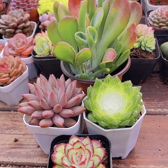 火狐狸➕红蜻蜓➕肉酱玫瑰➕宝莲灯