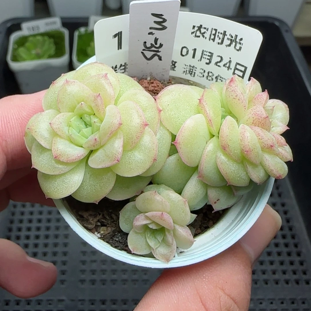 0124-186（M1-315）