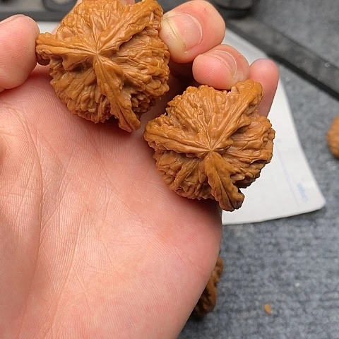 行***?白狮子111111111111111