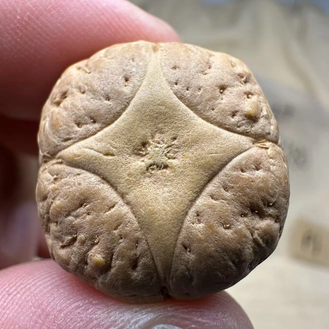 尼泊尔麒麟眼菩提，尺寸25，sss系列，货号S4
